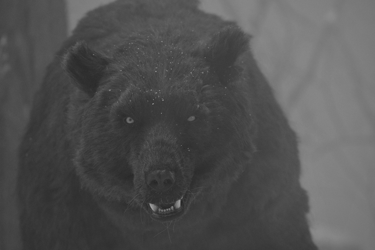 暴力熊故事第二集|摄影|人文/纪实摄影|Gbear_吱吱熊 - 原创作品 - 站酷 (ZCOOL)